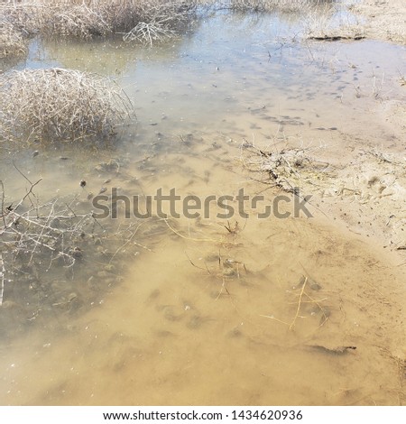 a large number of tadpoles living in lake water