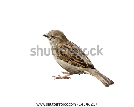Sparrow Royalty-Free Stock Photo #14346217