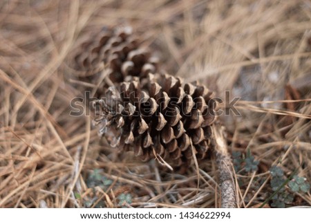 A picture of two pine cones.