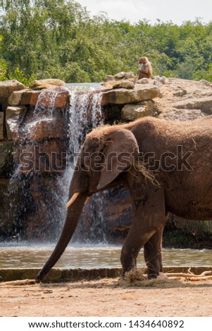 An elephant and some baboons relaxing by the waterfall to cool down.