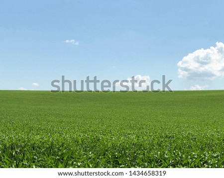 A large field of green young corn.
Green field on which seedlings grow in rows. Green plant on the background of the deep sky.