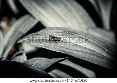 a black and white picture of a fly on the lief of a plant