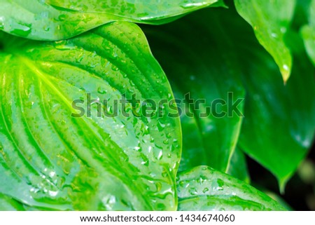 big wet green leaves background