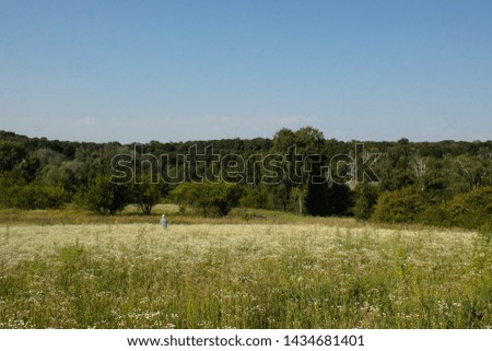 Field of daisies and the silhouette of a man against the background of the forest in the early morning