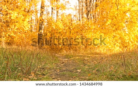 autumn background. Fall season nature scene. autumn golden forest landscape on sunny day. abstract template for design