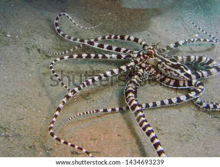  Mimic Octopus Sulawesi Indonesia Pacific Royalty-Free Stock Photo #1434693239