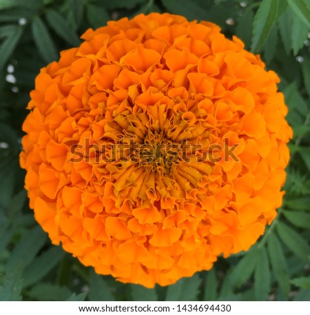 Beautiful marigold flower bloom round
