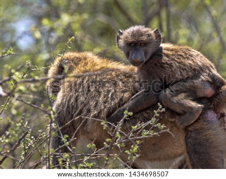 Olive baboon, Papio anubis, lives at Awash waterfalls, Ethiopia