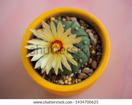 Astrophytum Cactus in yellow pots. yellow mini cactus flower. blossoming