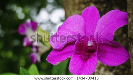 purple orchids with flower background