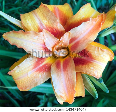 day lily bloom beautiful color