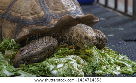 Big turtle eating food, close up.