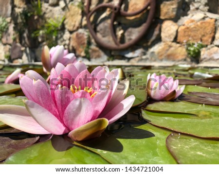 water lily blooming in the pond
