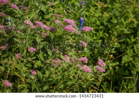 Bushes and pink flowers Spirea Japanese 