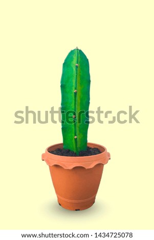 Cactus in brown potted  isolated on yellow background with clipping path.