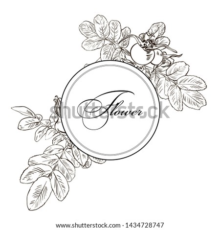Hand drawn graphic flower dog rose line up