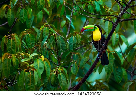 Toucan from Costa rica. Portrait of Keel-billed Toucan (Ramphastus sulfuratus). Colorful bird on branch in the rainforest. Wildlife scene with beautiful bird.