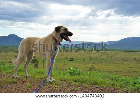 Anatolian Shepherd Dogs in Australia Royalty-Free Stock Photo #1434743402