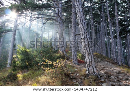 Fairy tale forest in the sun on the slopes of the Crimean mountains