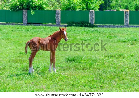 Little brown foal in green grass pasture.