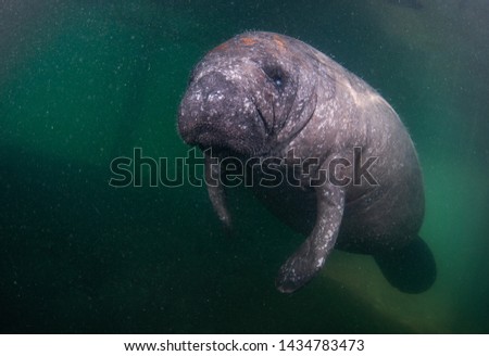 A juvenile Manatee swimming under a dock.