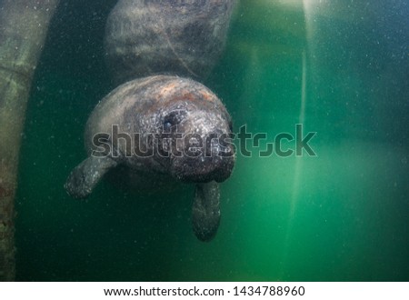 A juvenile manatee swimming under a dock. 
