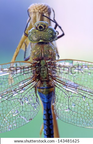 Close-up shot of a dragonfly with dew drops