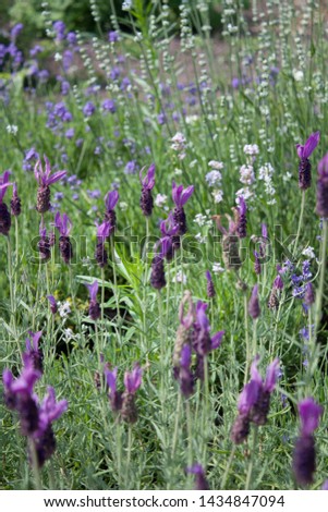 Beautiful purple lavender flower blooming in summer garden
