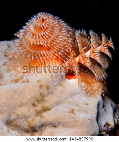 Spirobranchus giganteus, commonly known as Christmas tree worms, are tube-building polychaete worms belonging to the family Serpulidae. 