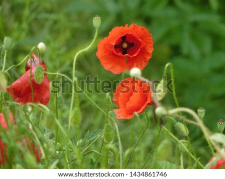 Many poppies photographed closely in the embankment of the ditch