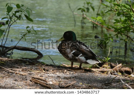 Mallard Duck sitting on river's edge 