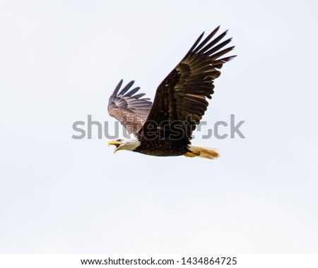 Bald eagle calling while flying in cloudy sky