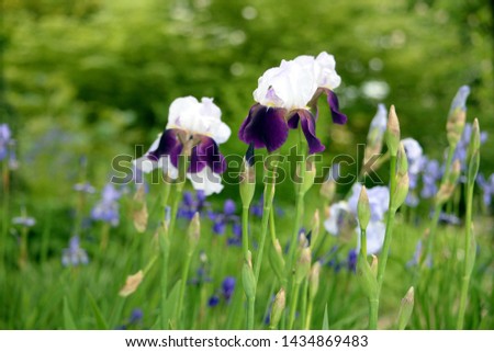 Flower background, beautiful colorful iris(es) blossoms in the botanical garden.
