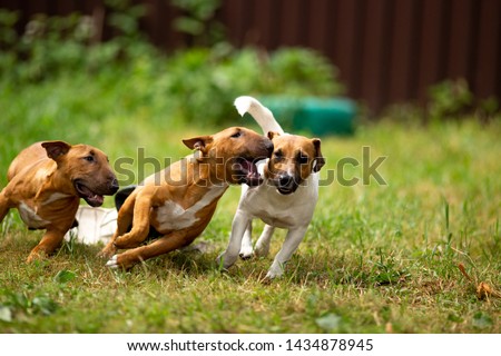 Jack Russell and mini bull Terriers play Royalty-Free Stock Photo #1434878945
