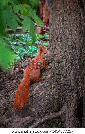 Cute Squirrel in the Forest in Summer