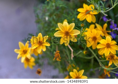 Woodland sunflower blooms in yellow rings in summer. - Image