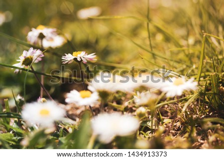 Flower field with daisies in the summer in the garden