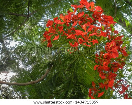 Delonix regia a flowering plant grown in summer with orange red flowers (Royal poinciana)