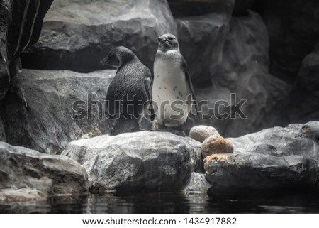 penguins in love among the stones couple birds family penguin