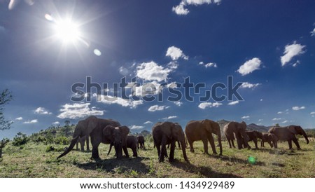 African bush elephant small herd in backlit in Kruger National park, South Africa ; Specie Loxodonta africana family of Elephantidae