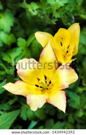 Two yellow tulips closeup on green garden background