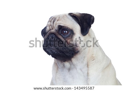 Nice pug dog with white hair isolated