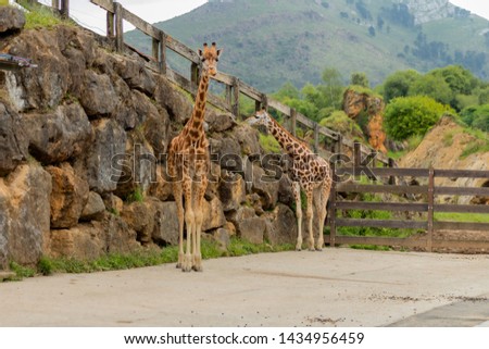 planes of profiles of giraffes with mountains in the background