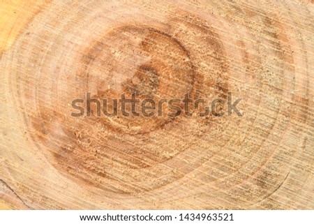 Top view of the surface of the fresh stump with annual rings closeup. For use as background. High resolution photo. Full depth of field.