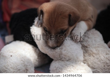 macro animal photography: close up of a brown and white dog puppy biting a black and white stuffed toy, outdoors on a sunny day