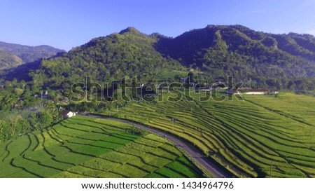 rice fields as a food security industry for agrarian countries, food industry land area view from above with aerial drone camera