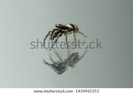 Jumping Spider (Salticus scenicus) on mirror background. High resolution photo. Full depth of field.