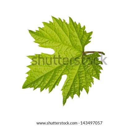 leaf from the vine on a white background Royalty-Free Stock Photo #143497057