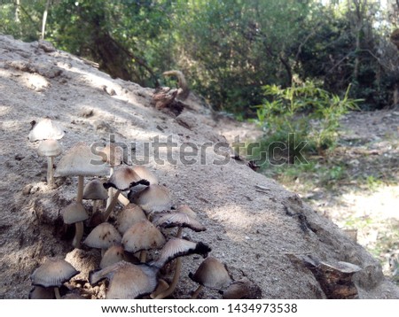 Set of wild mushrooms in the nature on a background of sand and dune plants