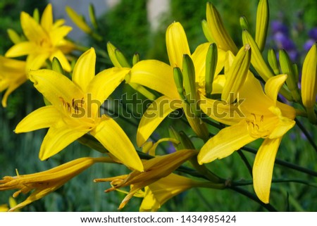 Yellow  lilies on flower bed.